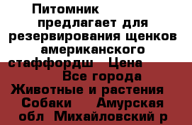 Питомник KURAT GRAD предлагает для резервирования щенков американского стаффордш › Цена ­ 25 000 - Все города Животные и растения » Собаки   . Амурская обл.,Михайловский р-н
